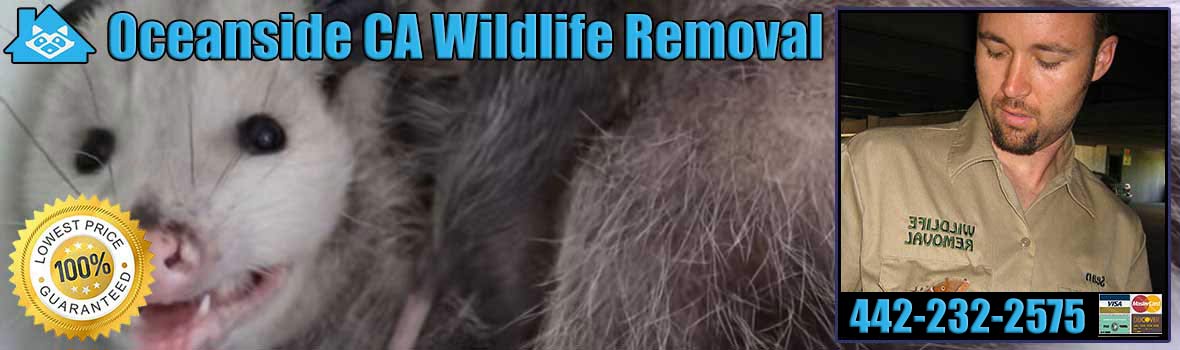 Oceanside Wildlife and Animal Removal