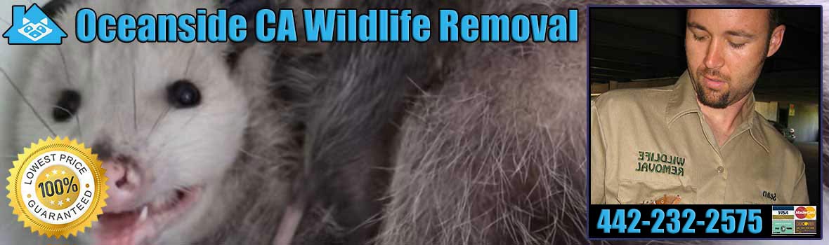 Oceanside Wildlife and Animal Removal
